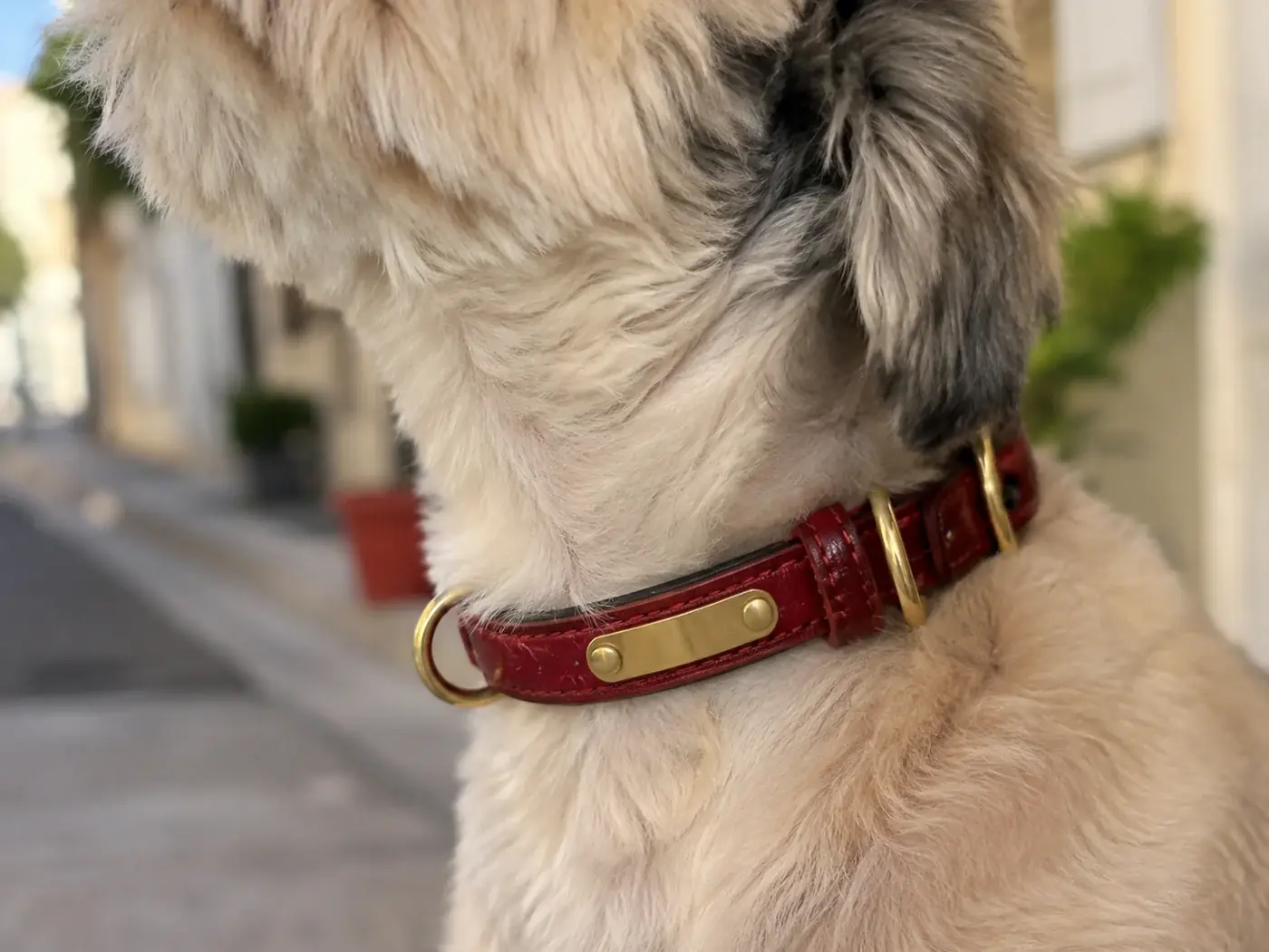 Grey and white terrier standing in a street wearing the red leather collar, the brass plate catching the light on the side of the neck