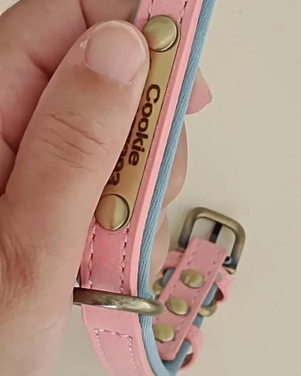 Pink leather collar with a blue lining, held in hand, the brass plate engraved "Cookie"