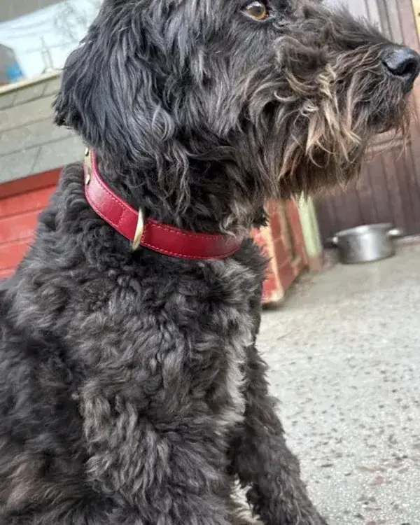 Grey curly-coated dog wearing the red collar, photographed outdoors