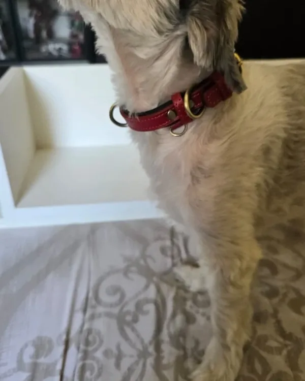 Cream-coated scruffy dog wearing the red collar indoors