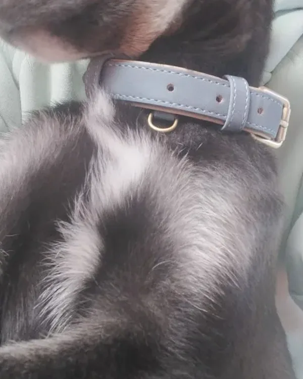 Black and white dog wearing the light grey collar, close on the neck