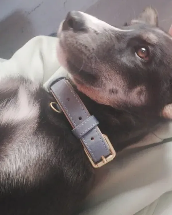 Black and white dog resting, wearing the grey collar with the D-ring visible