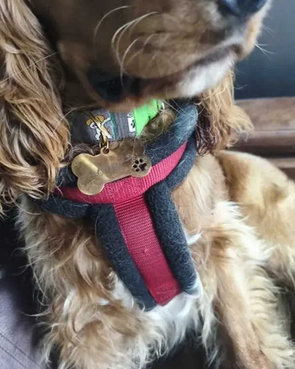 Spaniel wearing a harness with the brass bone-shaped tag attached