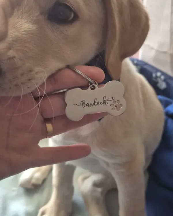 Golden retriever puppy with a steel bone-shaped tag held beside it