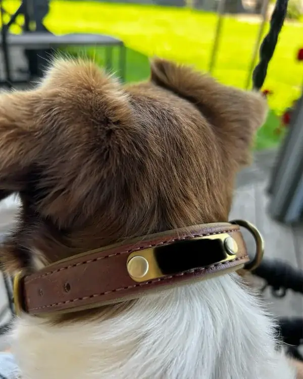 Leather Dog Collar with Name Plate photographed by Damien F., a verified buyer