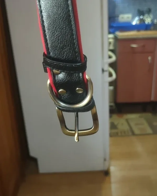 Leather Dog Collar with Name Plate photographed by Nicolas P., a verified buyer
