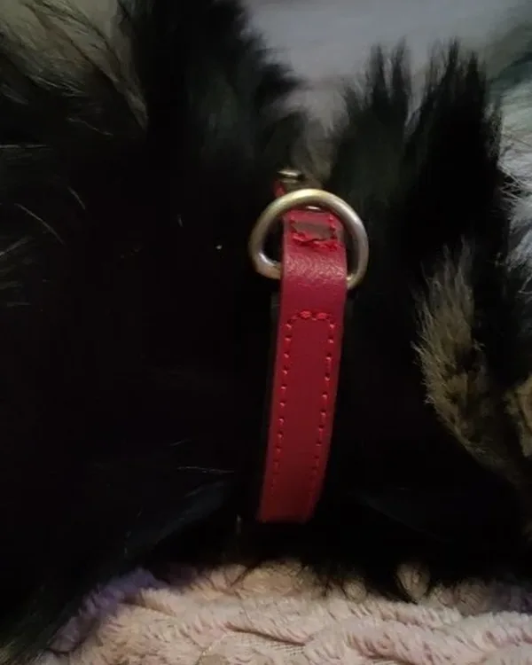 Leather Dog Collar with Name Plate photographed by Aurelie G., a verified buyer